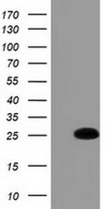 GSTA4 Antibody in Western Blot (WB)