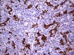 GSTP1 Antibody in Immunohistochemistry (Paraffin) (IHC (P))