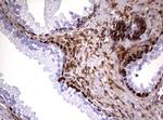 GSTP1 Antibody in Immunohistochemistry (Paraffin) (IHC (P))