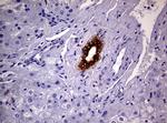 GSTP1 Antibody in Immunohistochemistry (Paraffin) (IHC (P))