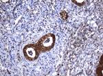GSTP1 Antibody in Immunohistochemistry (Paraffin) (IHC (P))