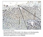 Gastrin Polyclonal Antibody