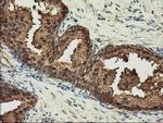 GSTT2 Antibody in Immunohistochemistry (Paraffin) (IHC (P))