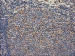GSTT2 Antibody in Immunohistochemistry (Paraffin) (IHC (P))