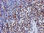 GSTT2 Antibody in Immunohistochemistry (Paraffin) (IHC (P))