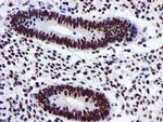 GSTT2 Antibody in Immunohistochemistry (Paraffin) (IHC (P))