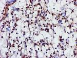 GSTT2 Antibody in Immunohistochemistry (Paraffin) (IHC (P))