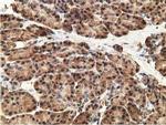 GSTT2 Antibody in Immunohistochemistry (Paraffin) (IHC (P))