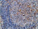 GSTT2 Antibody in Immunohistochemistry (Paraffin) (IHC (P))