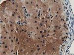 GSTT2 Antibody in Immunohistochemistry (Paraffin) (IHC (P))