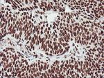 GSTT2 Antibody in Immunohistochemistry (Paraffin) (IHC (P))