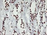 GSTT2 Antibody in Immunohistochemistry (Paraffin) (IHC (P))