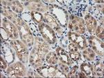 GSTT2 Antibody in Immunohistochemistry (Paraffin) (IHC (P))