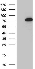 GTF2A1L Antibody in Western Blot (WB)