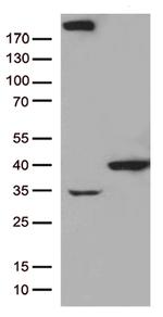 GTF2H3 Antibody in Western Blot (WB)
