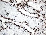GTF3C4 Antibody in Immunohistochemistry (Paraffin) (IHC (P))