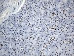 GTF3C4 Antibody in Immunohistochemistry (Paraffin) (IHC (P))