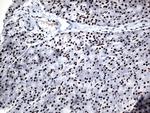 GTF3C4 Antibody in Immunohistochemistry (Paraffin) (IHC (P))