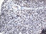 GTF3C4 Antibody in Immunohistochemistry (Paraffin) (IHC (P))
