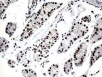 GTF3C4 Antibody in Immunohistochemistry (Paraffin) (IHC (P))
