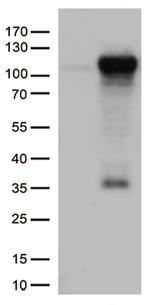GTF3C4 Antibody in Western Blot (WB)