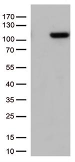 GTF3C4 Antibody in Western Blot (WB)