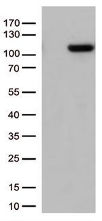 GTF3C4 Antibody in Western Blot (WB)