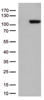 GTF3C4 Antibody in Western Blot (WB)