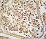 GTPBP2 Antibody in Immunohistochemistry (IHC)