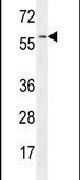 GTPBP2 Antibody in Western Blot (WB)