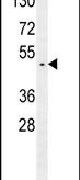 GTPBP2 Antibody in Western Blot (WB)