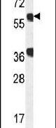 GTPBP2 Antibody in Western Blot (WB)