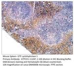 GTP cyclohydrolase 1 Polyclonal Antibody