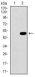 GUCY1A3 Antibody in Western Blot (WB)