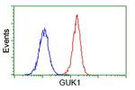 GUK1 Antibody in Flow Cytometry (Flow)