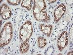 GZMB Antibody in Immunohistochemistry (Paraffin) (IHC (P))
