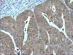 GZMB Antibody in Immunohistochemistry (Paraffin) (IHC (P))