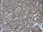 GZMB Antibody in Immunohistochemistry (Paraffin) (IHC (P))