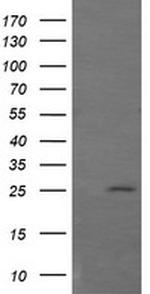 GZMB Antibody in Western Blot (WB)