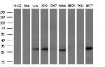 GZMB Antibody in Western Blot (WB)
