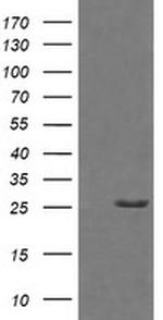 GZMB Antibody in Western Blot (WB)