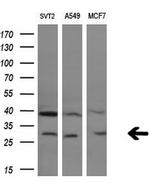 GZMB Antibody in Western Blot (WB)