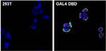 GAL4 Monoclonal Antibody