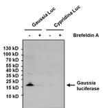 Gaussia luciferase Polyclonal Antibody