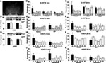 Phospho-GluR1 (Ser845) Antibody in Western Blot (WB)