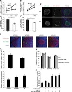 Glucagon Antibody in Immunohistochemistry (IHC)