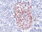 Glucagon Antibody in Immunohistochemistry (IHC)