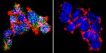 Glucocorticoid Receptor Antibody in Immunocytochemistry (ICC/IF)