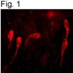 GnRH1 Antibody in Immunohistochemistry (IHC)