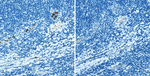 Granzyme B Antibody in Immunohistochemistry (Paraffin) (IHC (P))